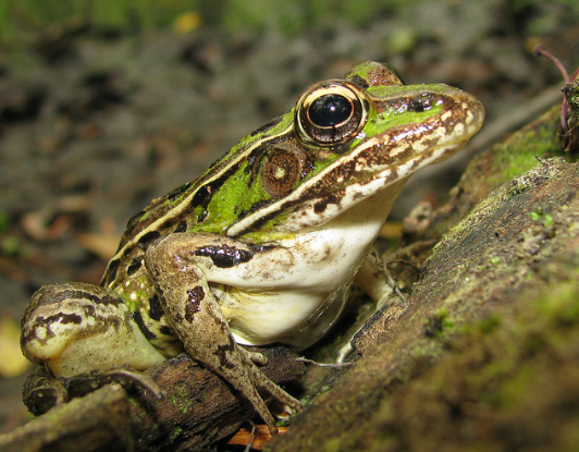 Amphibians and Wetlands of the Greater Yellowstone Ecosystem with the Downtown Driggs Assoc.-Nov. 20, 2025